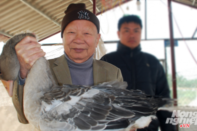 Nguyên Phó Thủ tướng Nguyễn Công Tạn đi nuôi 'thiên nga'